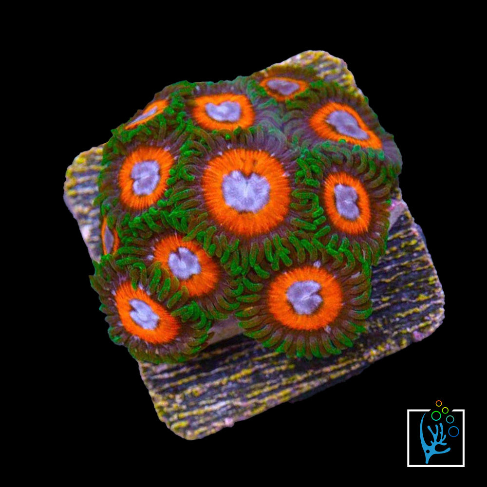 JF Fairy Tale Zoa