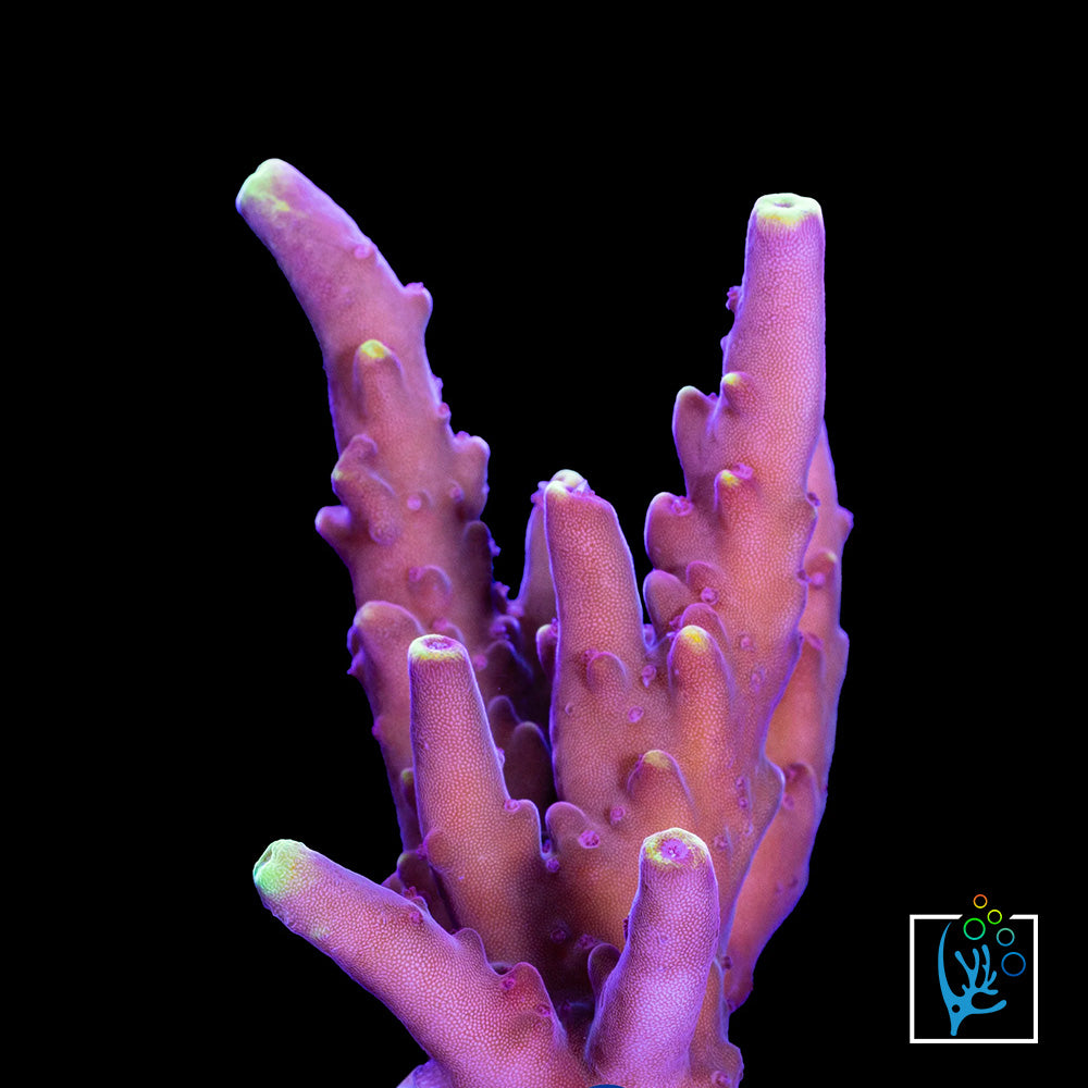 JF Fox Flame Acropora