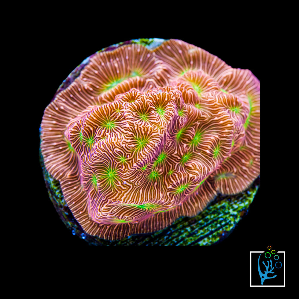 Jack-O-Lantern Leptoseris