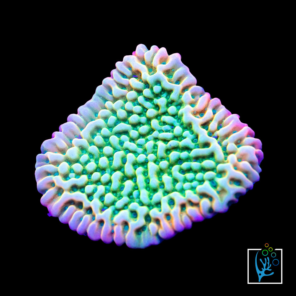 Kung Pow Montipora