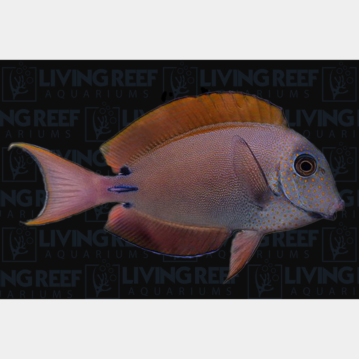 Lavender Tang