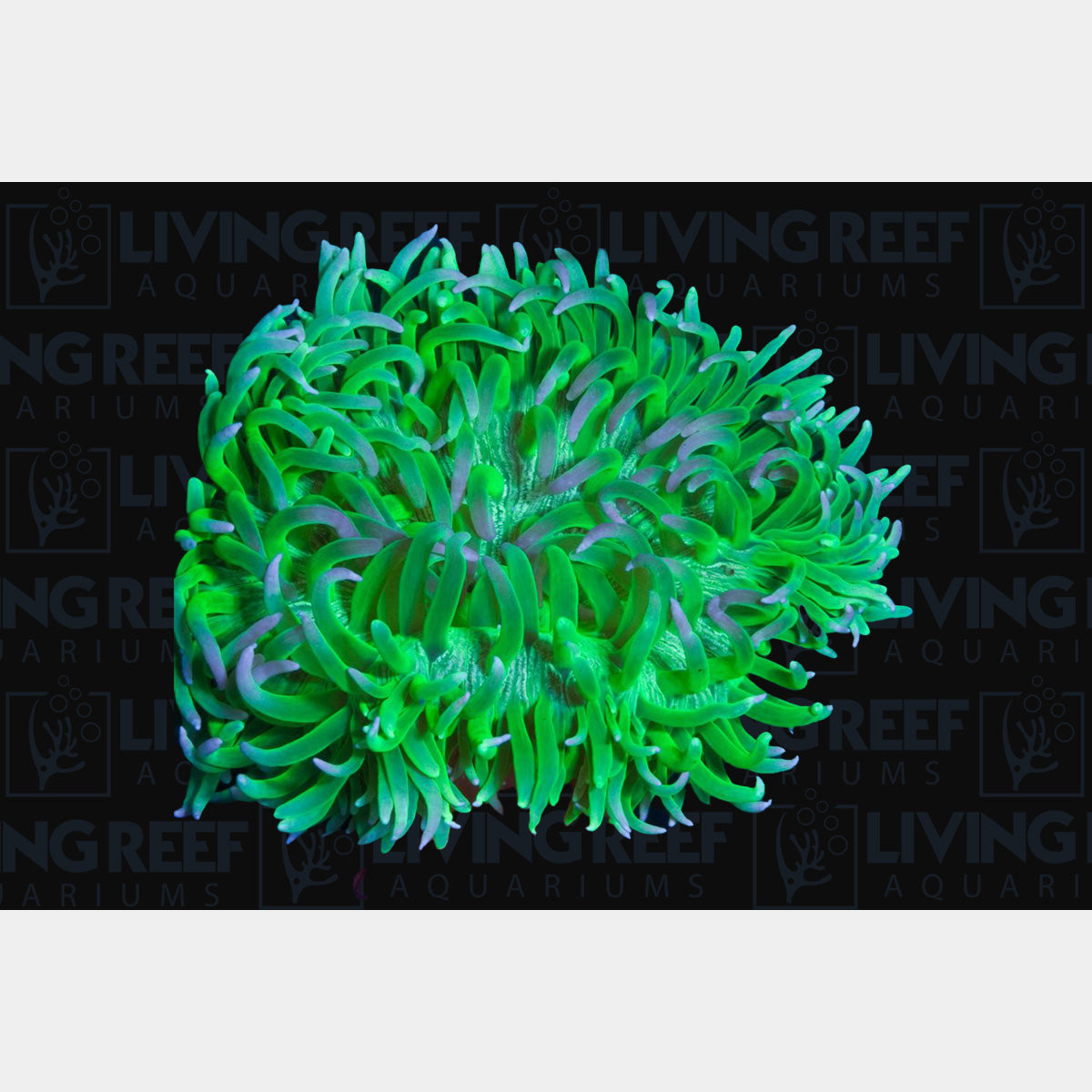 Long Tentical Anemone