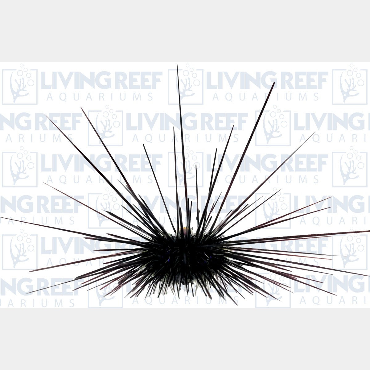 Long Spine Urchin
