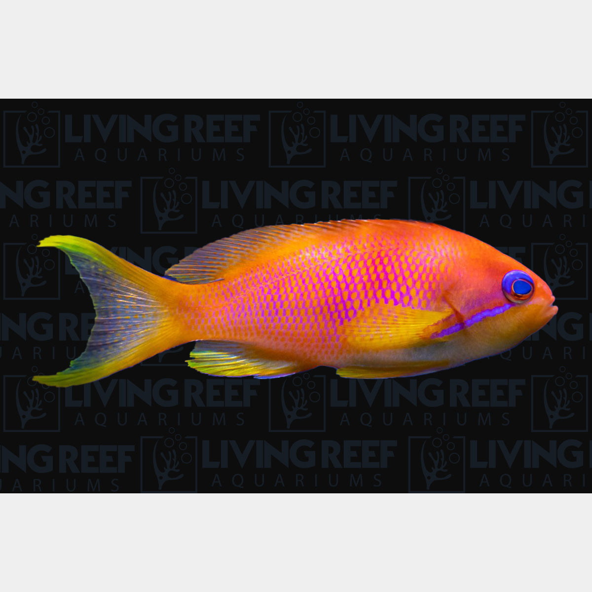 Lyretail Anthias