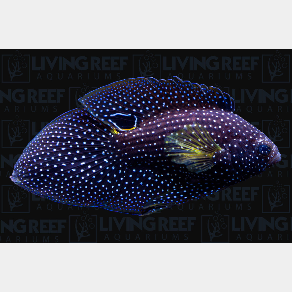 Marine Betta