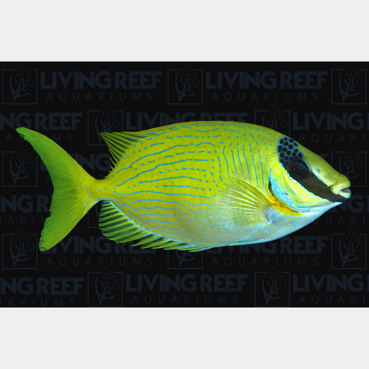 Masked Rabbitfish