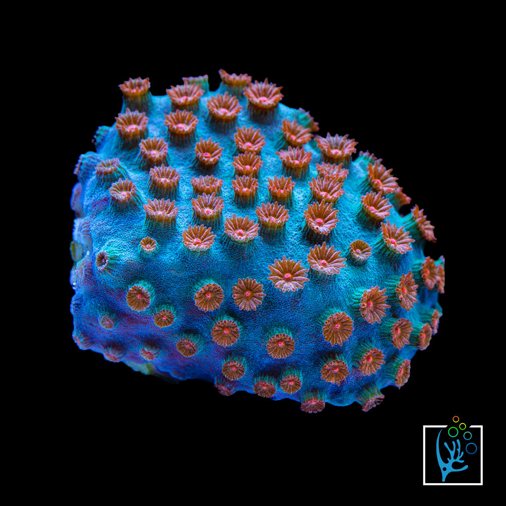 Meteor Shower Cyphastrea