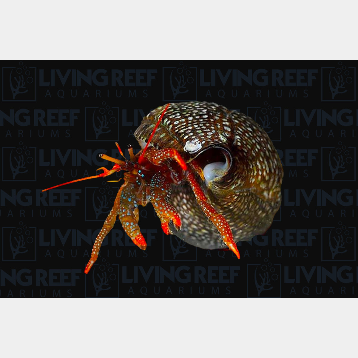 Mexican Red Leg Hermit