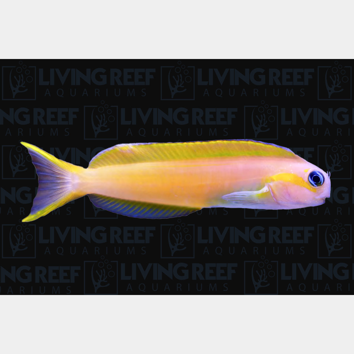 Yellow Midas Blenny