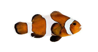 Mocha Clown (Captive bred Proaquatix)