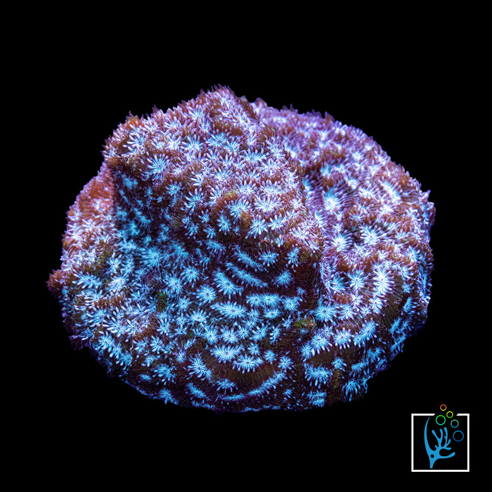Mr. Freeze Leptoseris