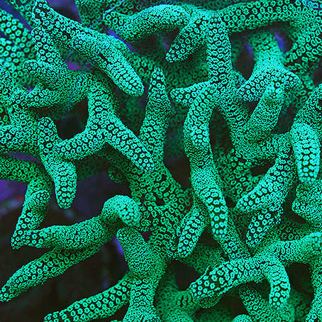 Bright Green Birdsnest