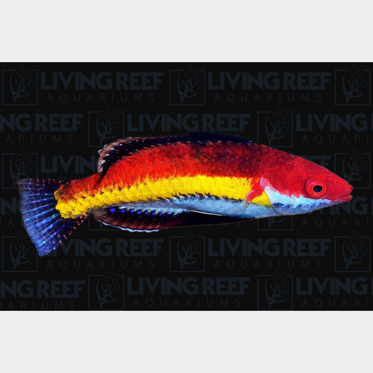 Naokoae Wrasse