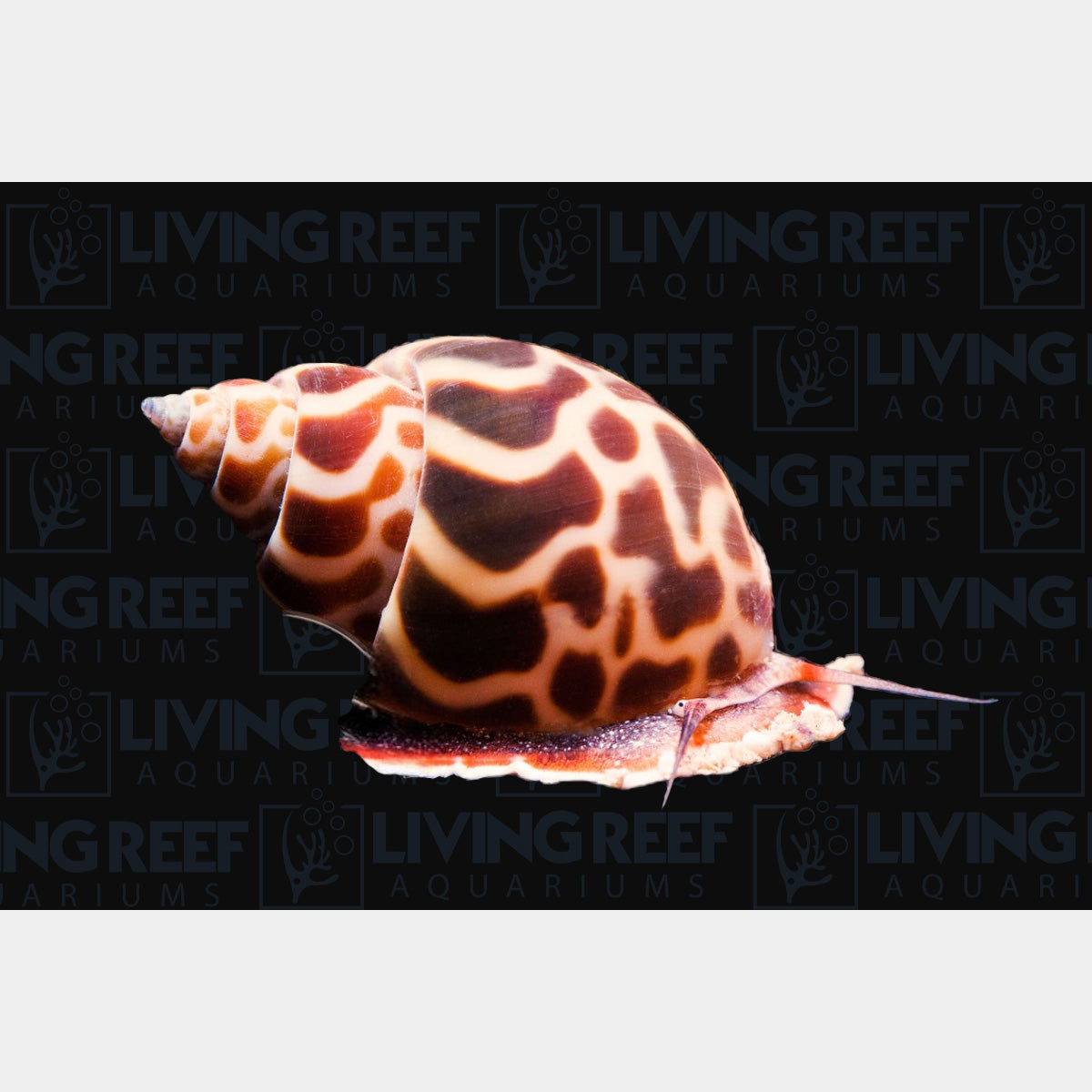 Tiger Nassarius Snail
