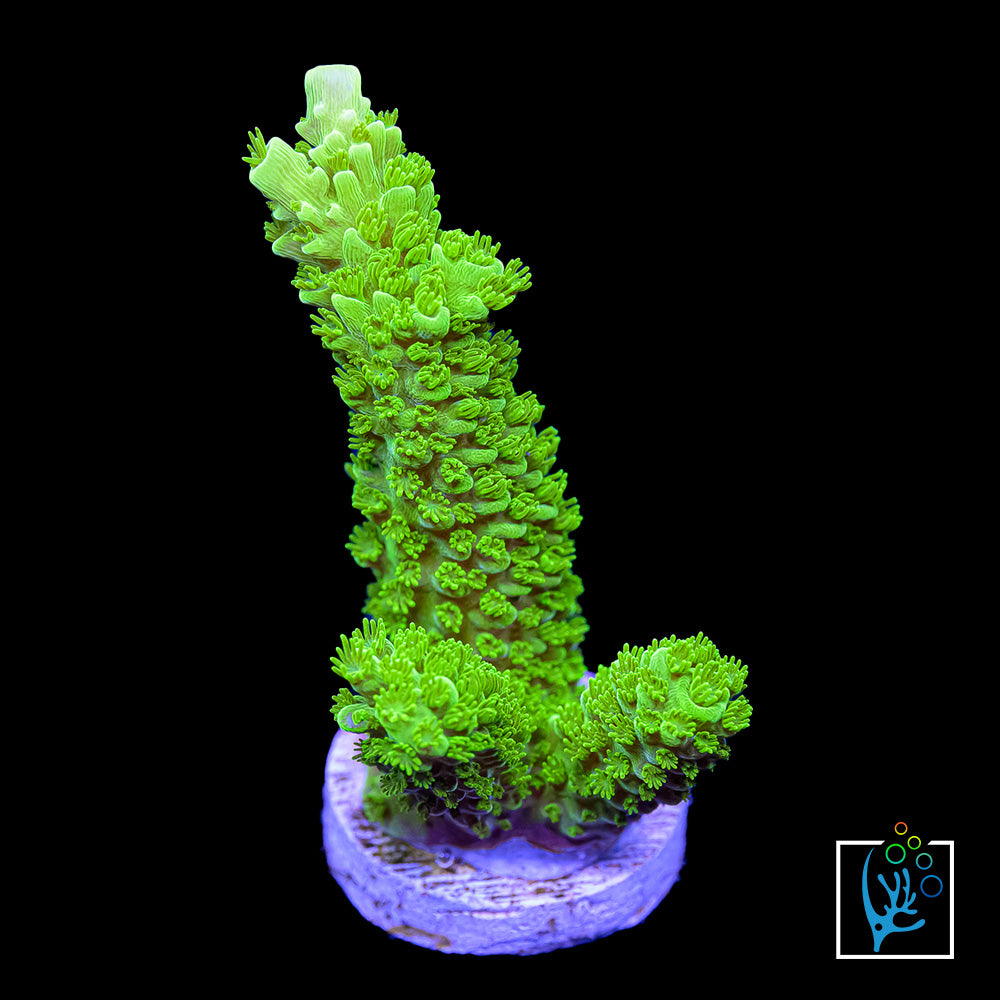 Neon Green Slimer