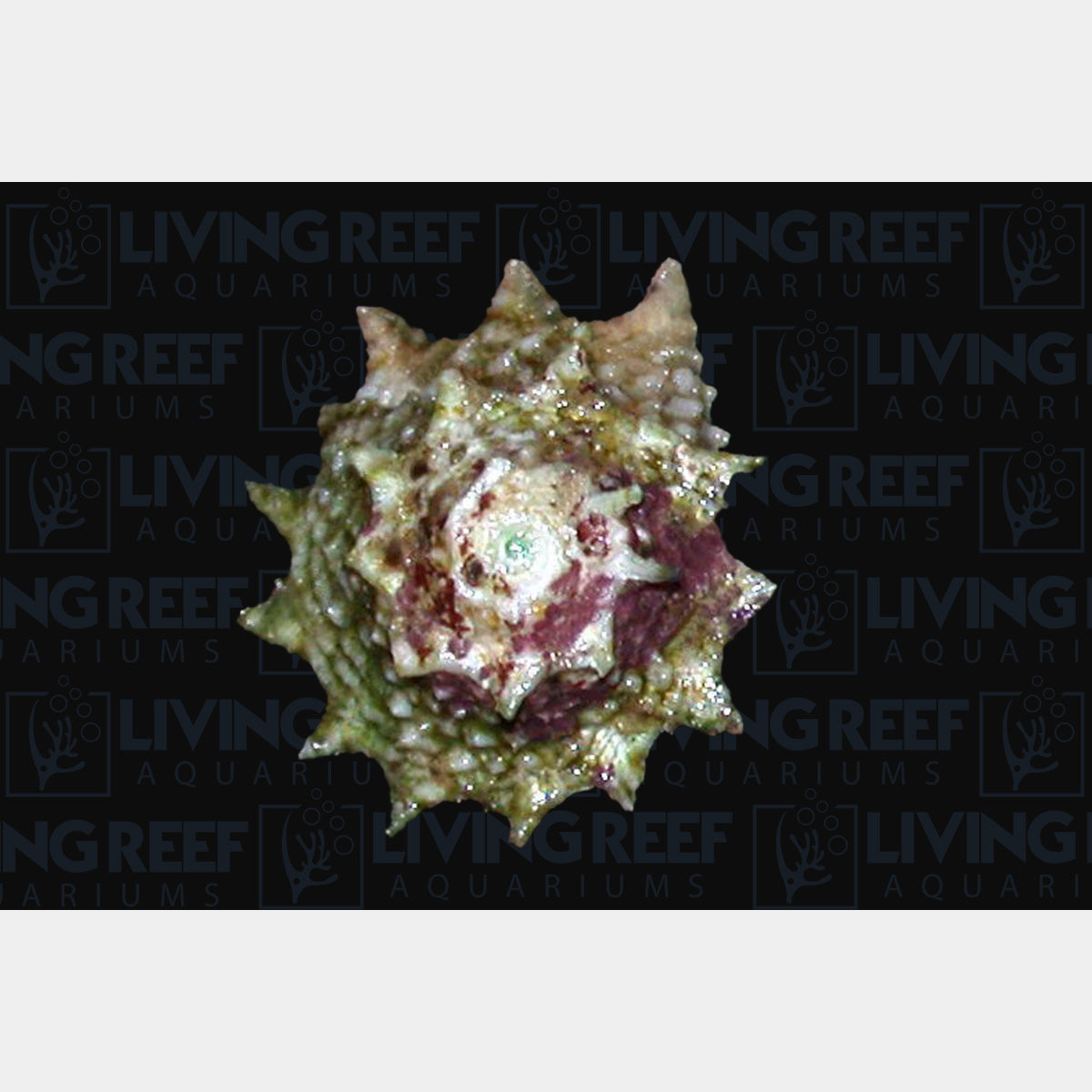 Ninja Star Turbo Snail