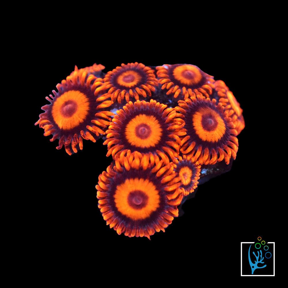 Orange oxide Zoa