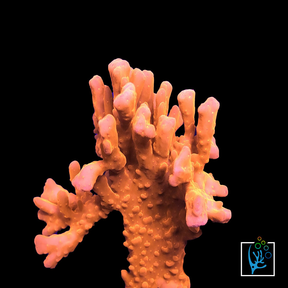 Orange Montipora Setosa