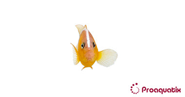 Orange Skunk Clown Fish (Captive bred ProAquatix)