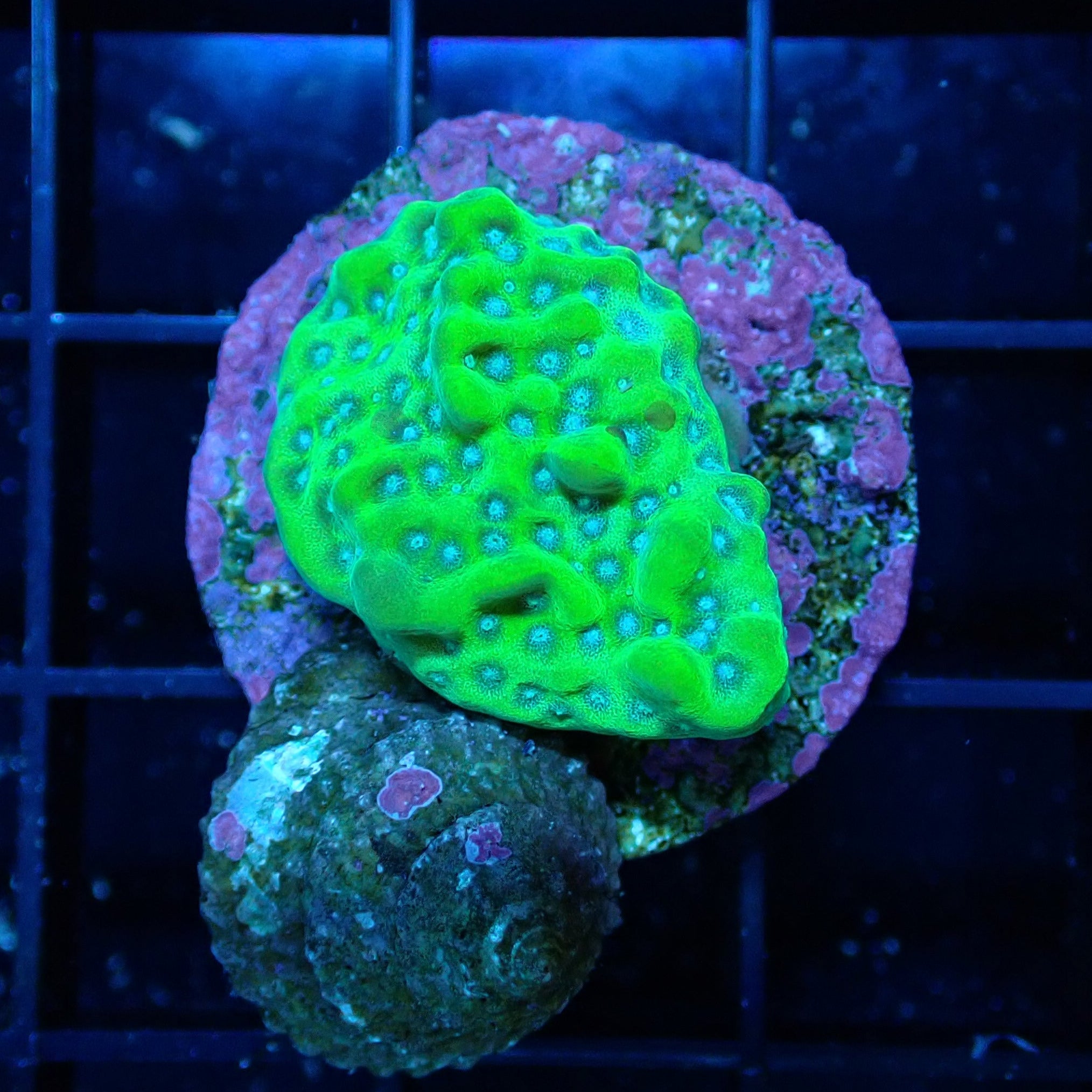 Green Montipora Undata
