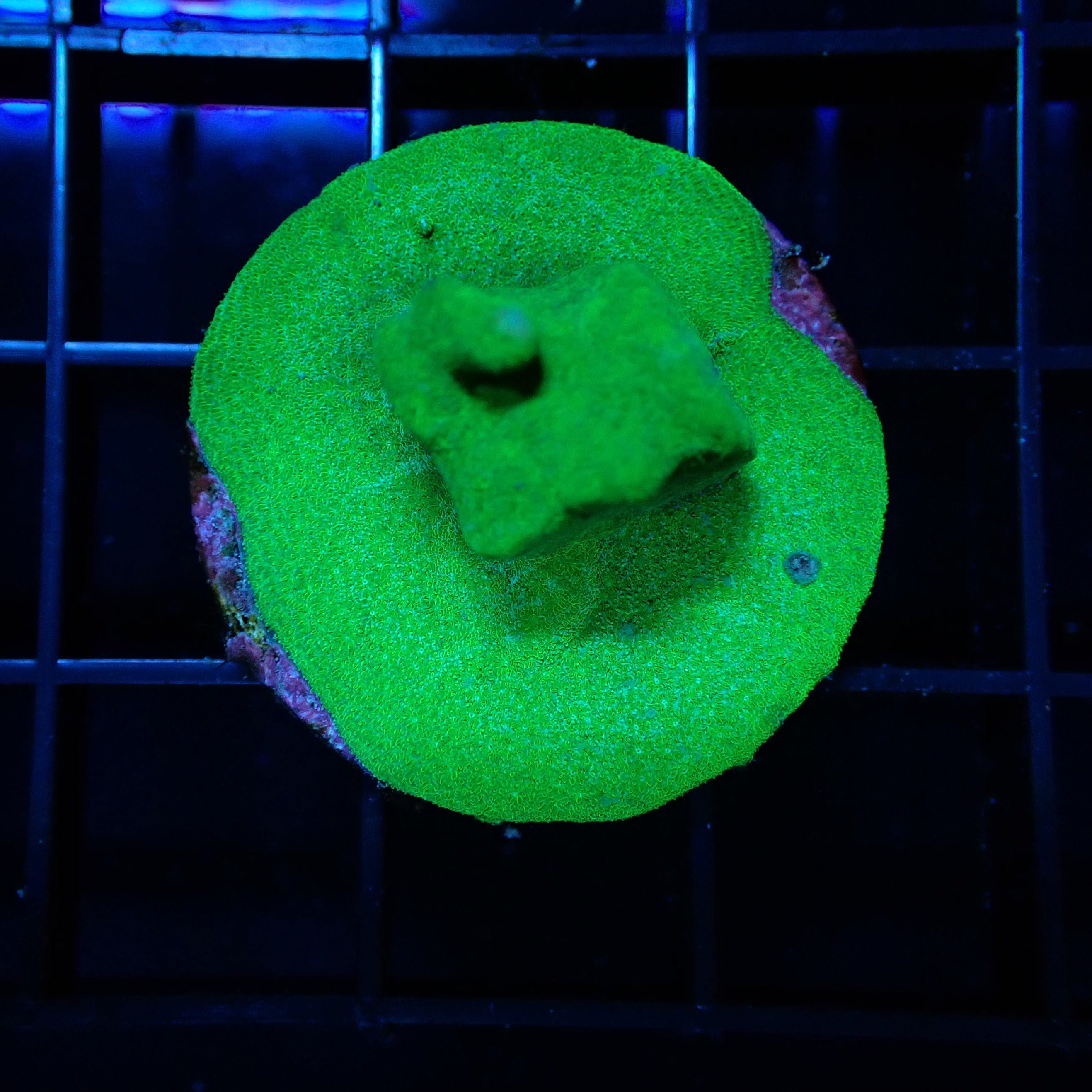 Neon Green Psammacora