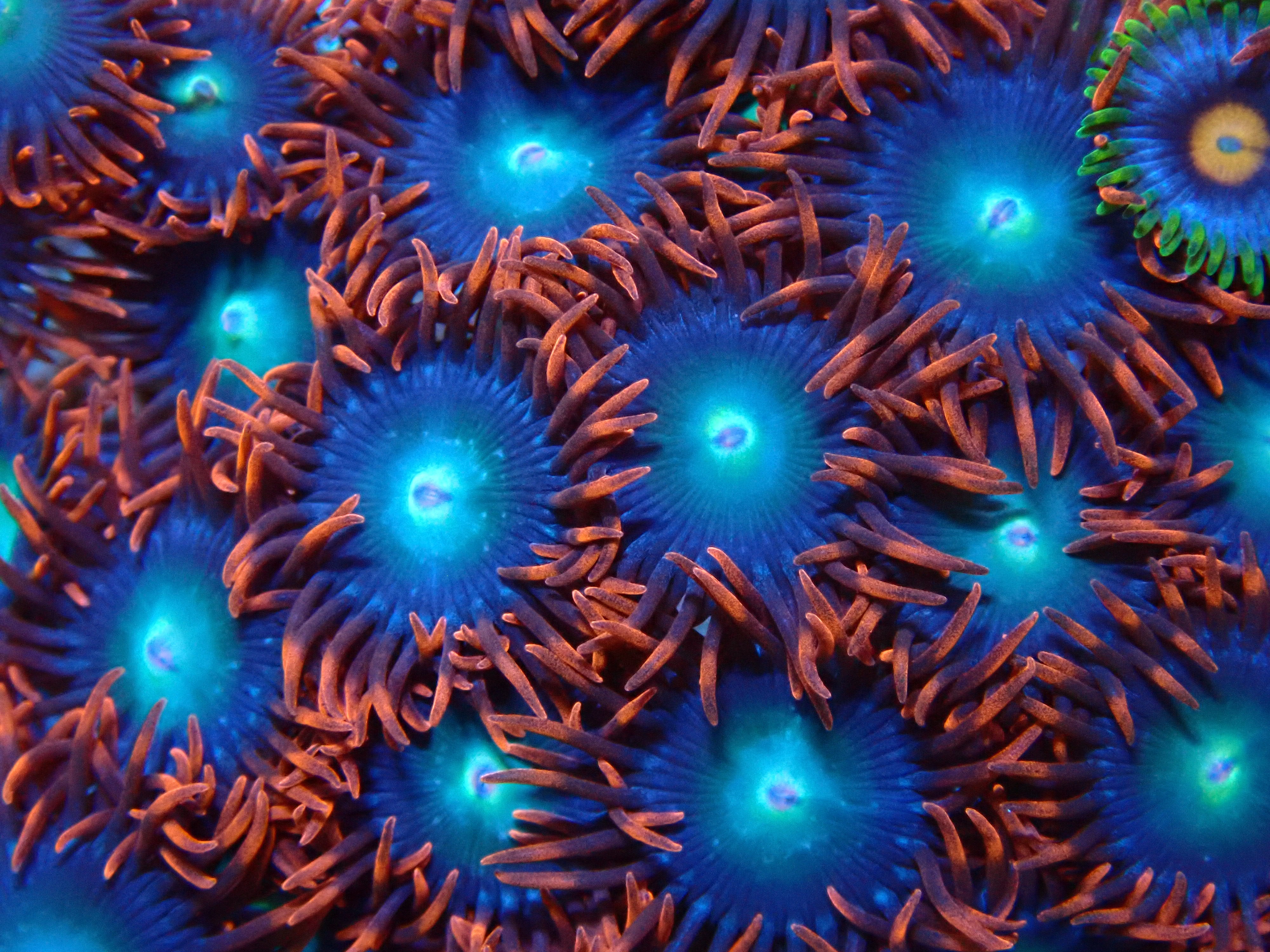Spiderman Zoa