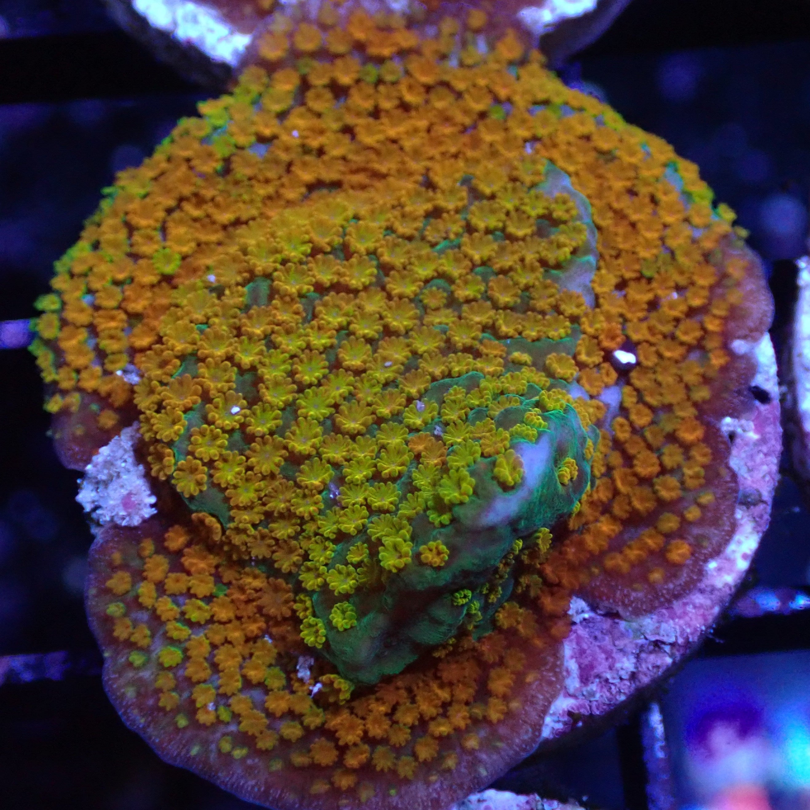 Rainbow Montipora