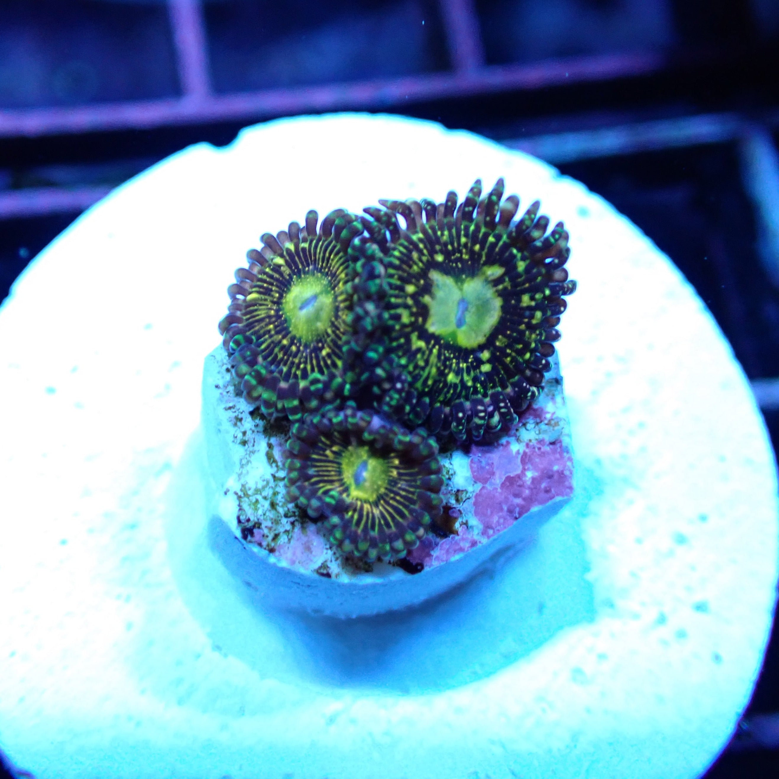 Grimm Reaper Zoa