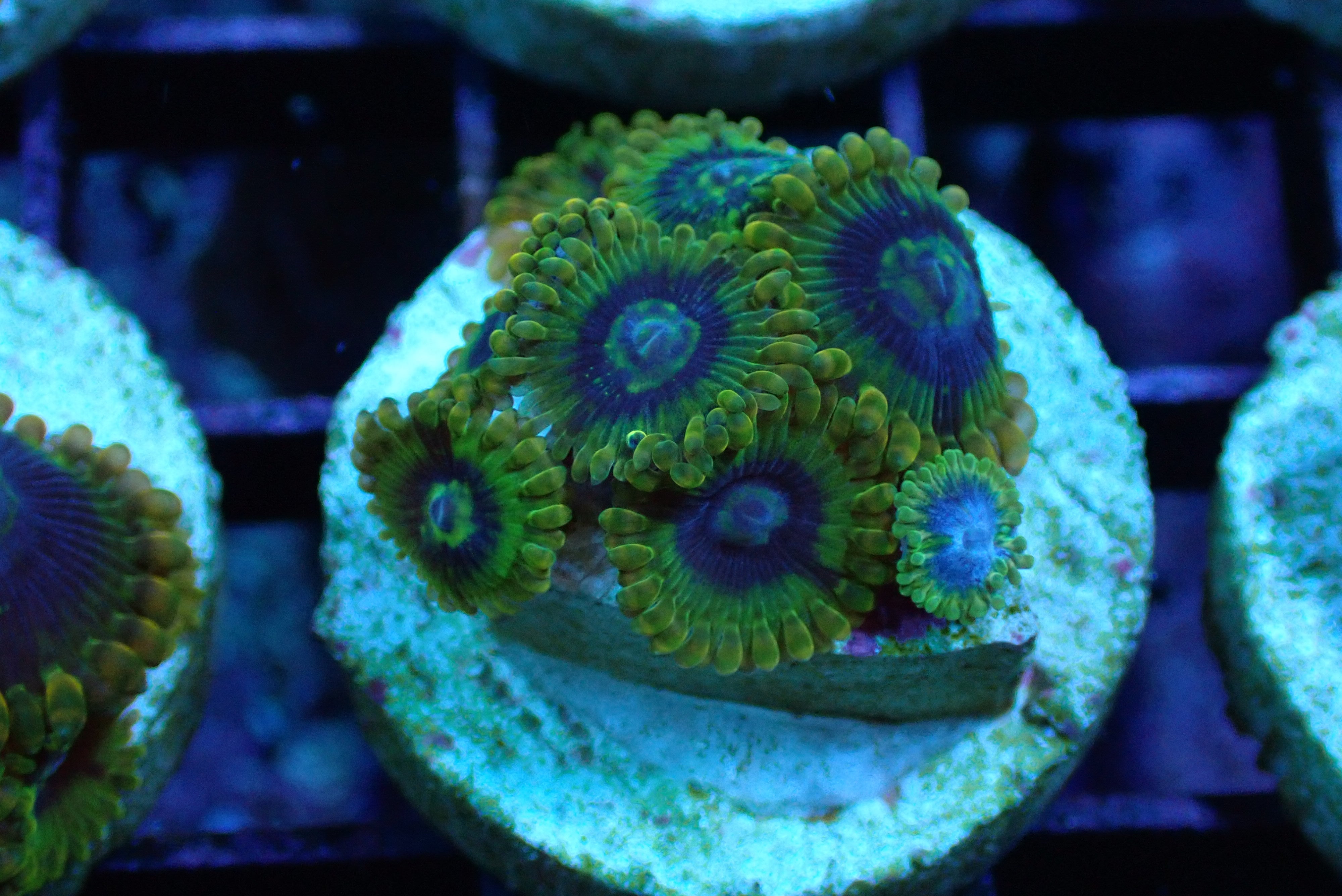 Yoda Zoa