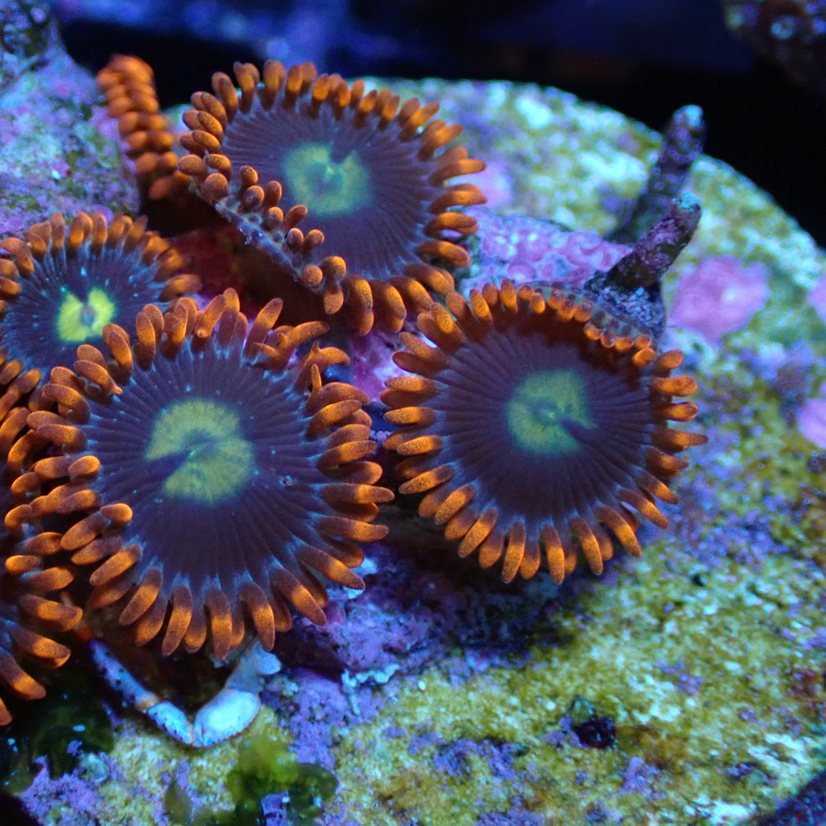 Flaming Sun Zoa