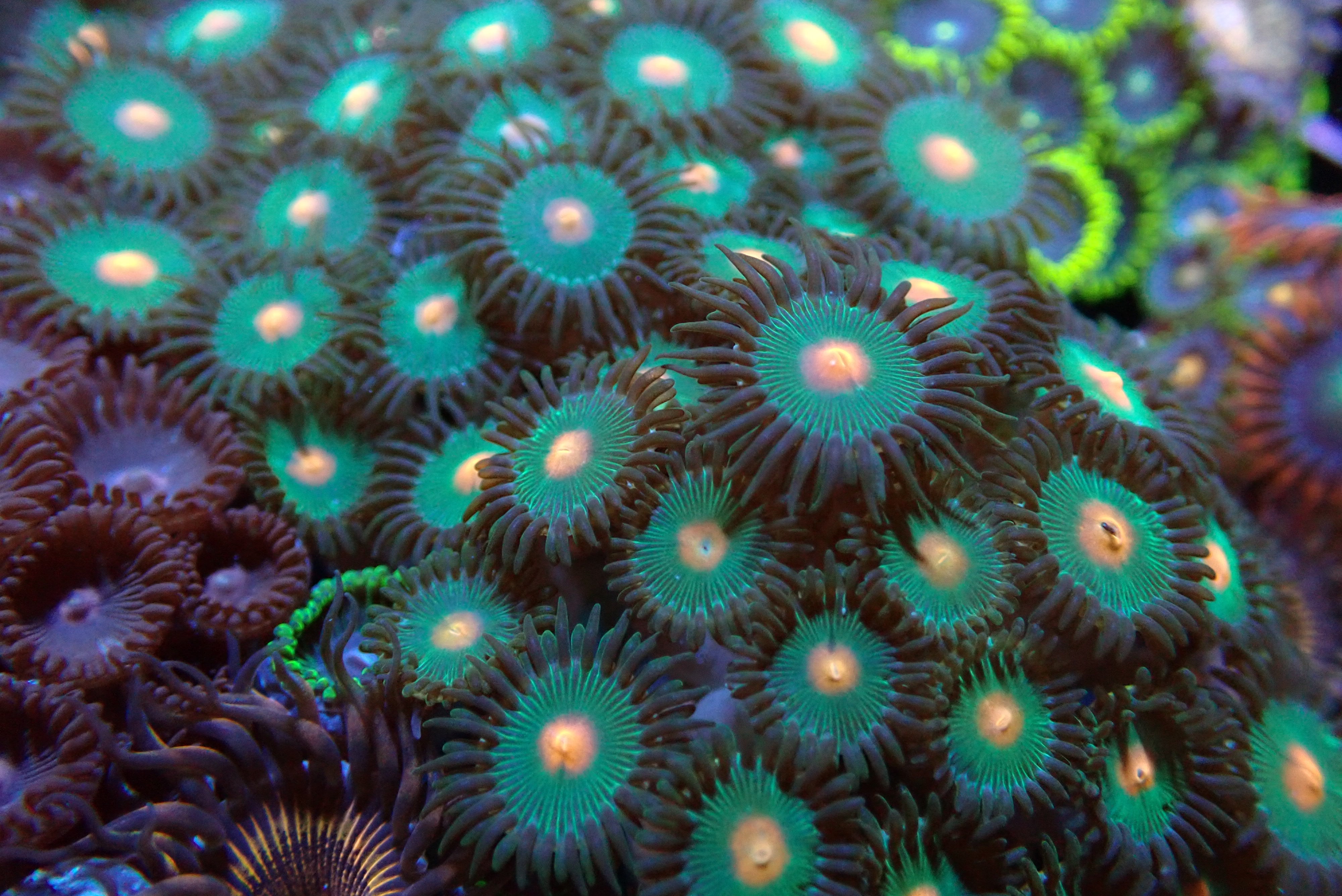 TMNT Zoa