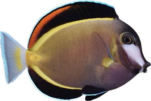 Powder Brown Tang
