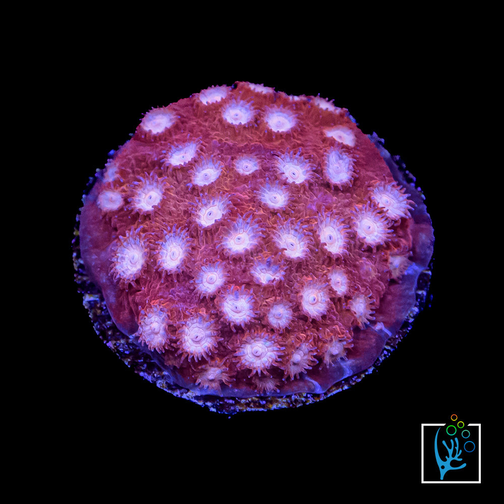 Peppermint Cyphastrea