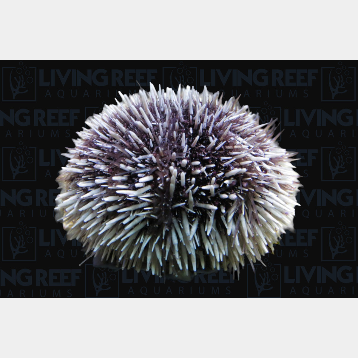 Pin Cushion Urchin