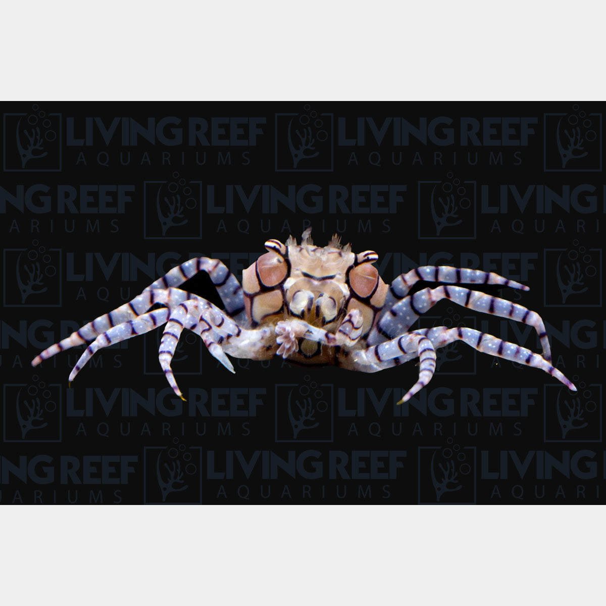 Pom Pom Crab
