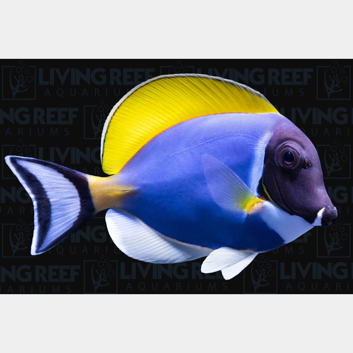 Powder Blue Tang
