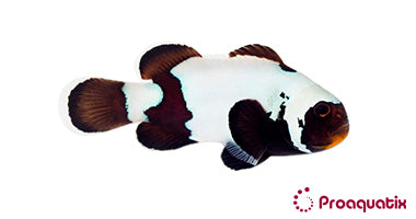 Premium Black Snowflake Clown Fish