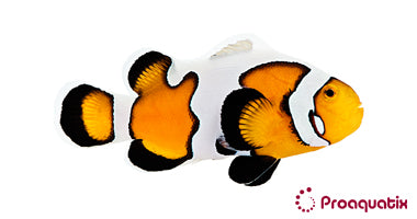 Premium Gladiator/DaVinci Clown Fish
