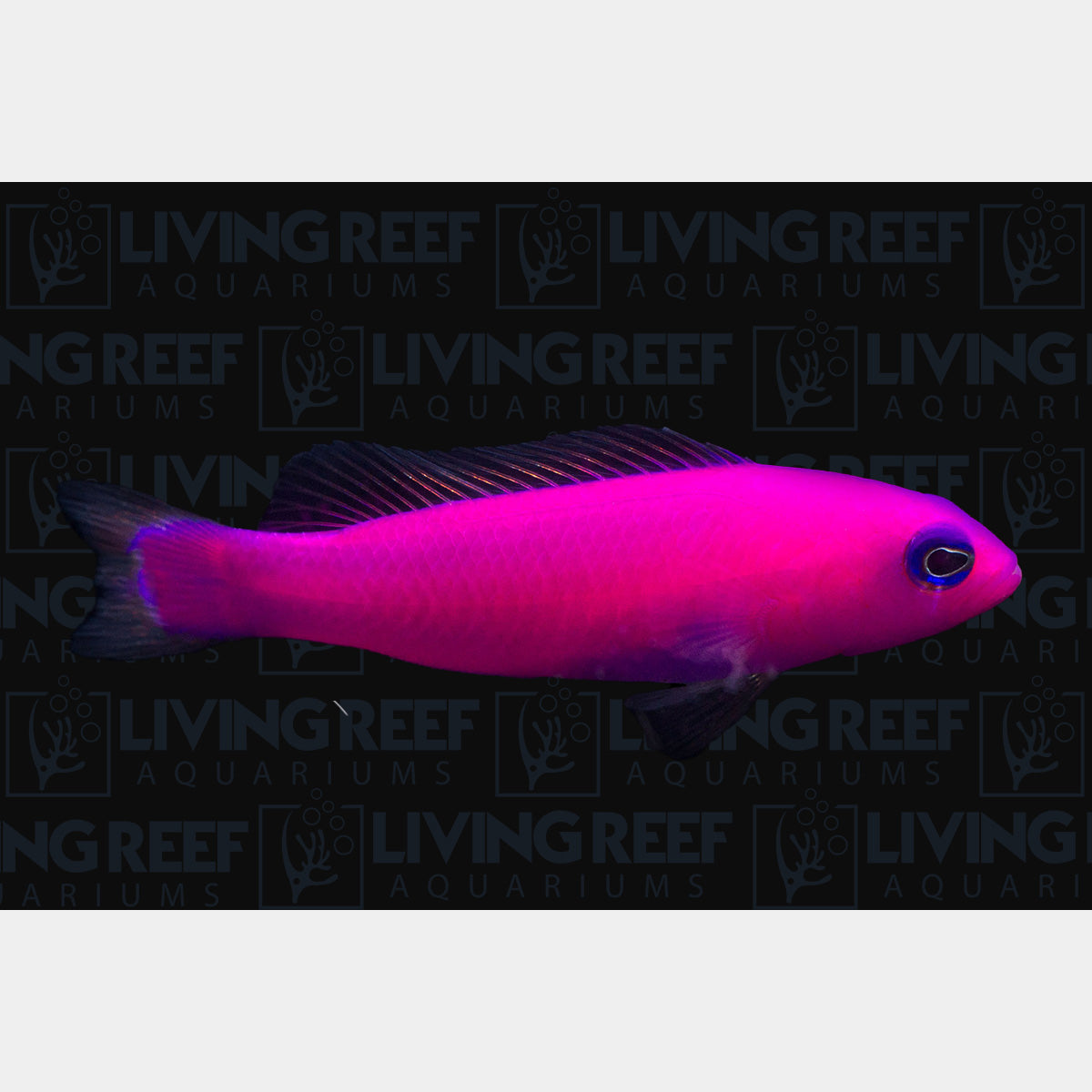 Purple Dottyback