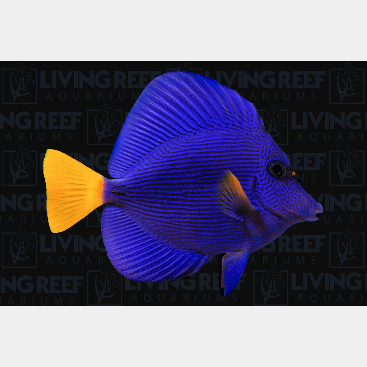 Purple Tang