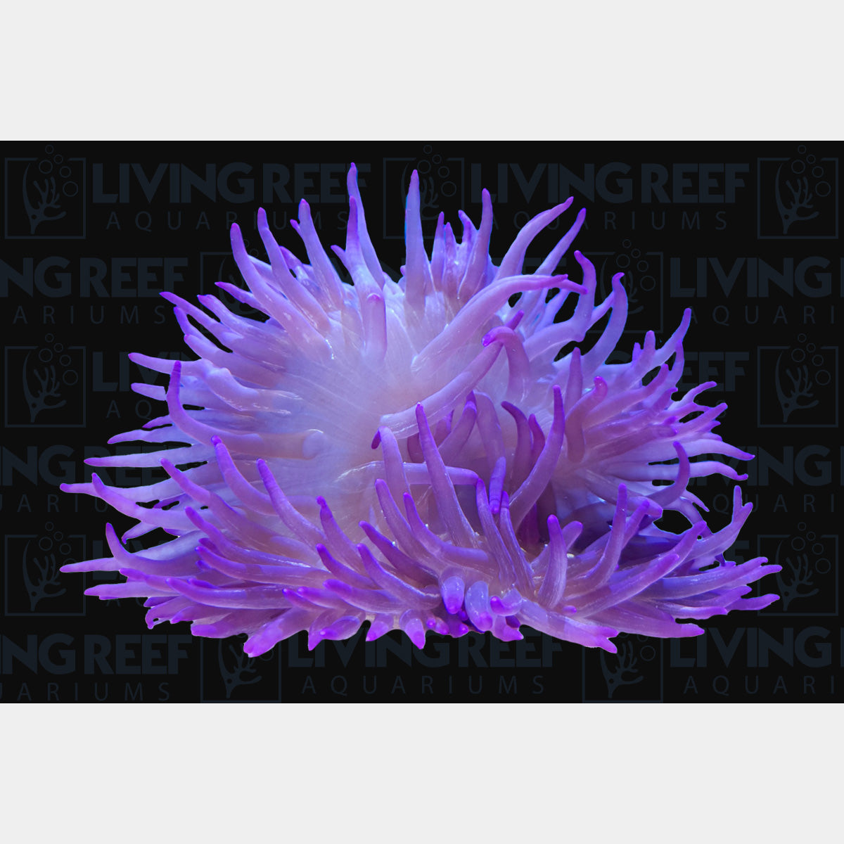 Purple Tip Magnifica