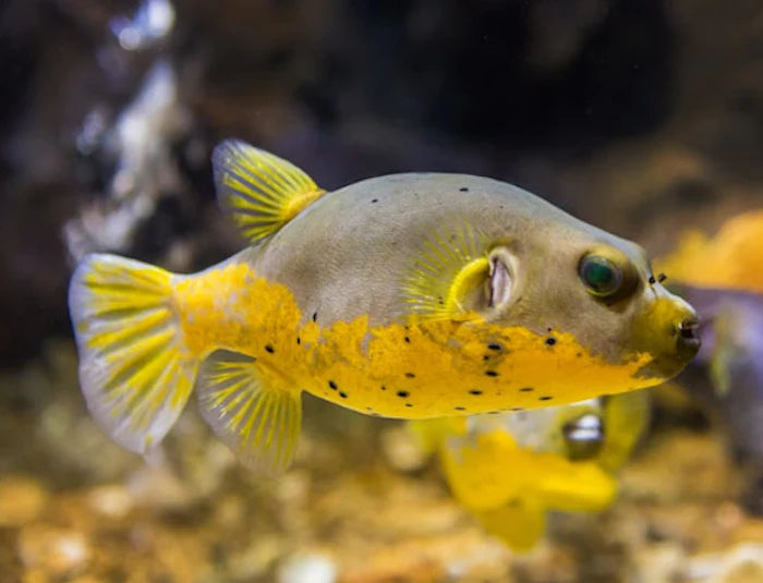 Yellow Belly Dog Face Puffer