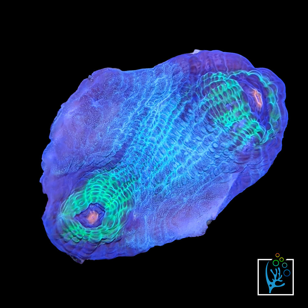 Aussie Rainbow Chalice
