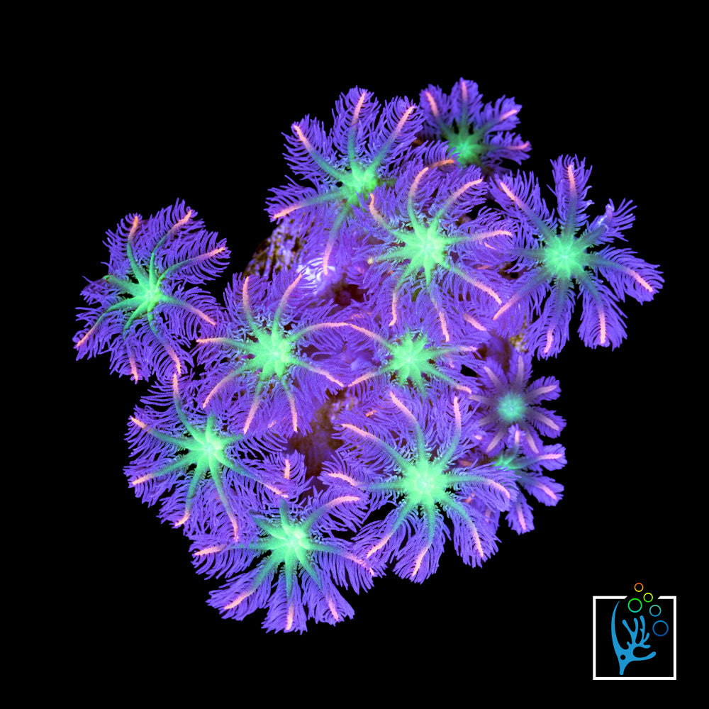 Rainbow Clove Polyps