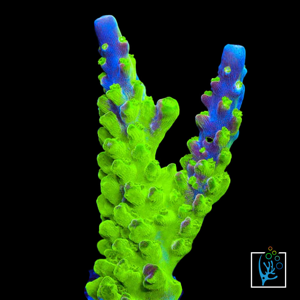 Rainbow Loom Acropora