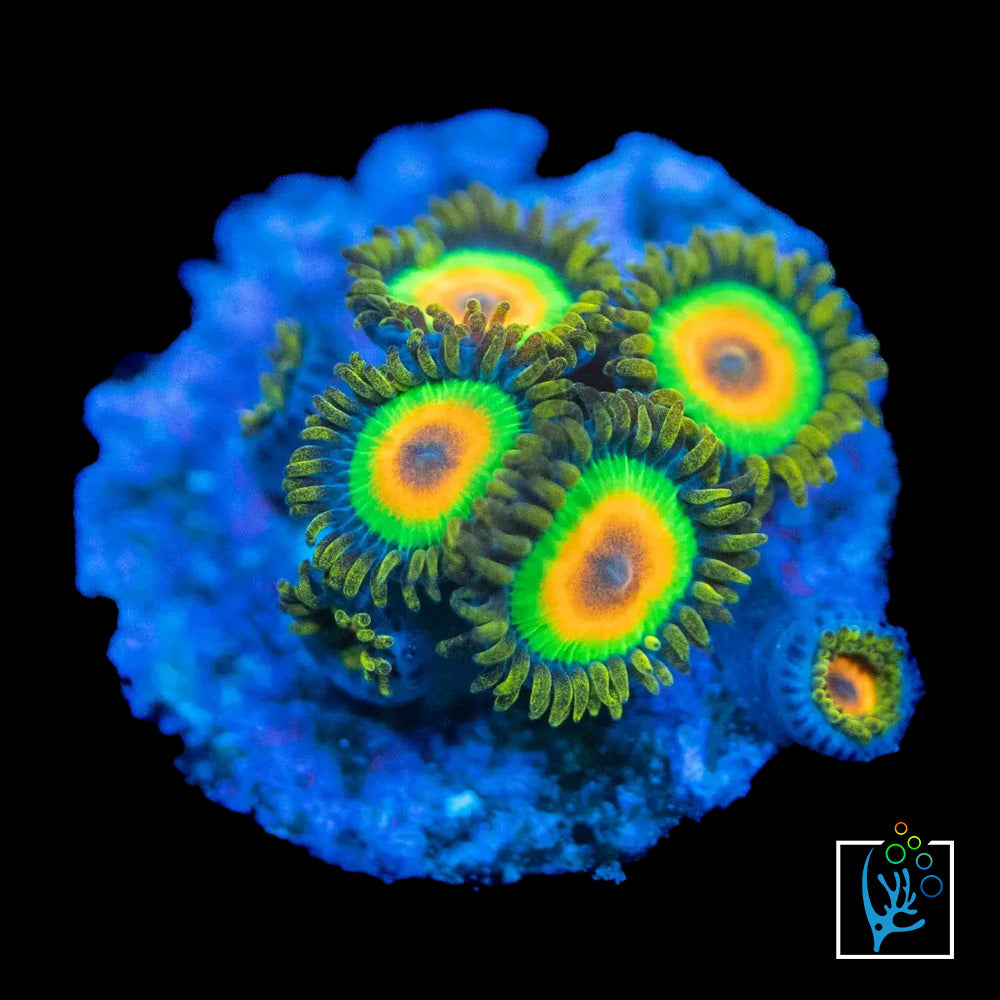 Rasta Zoa