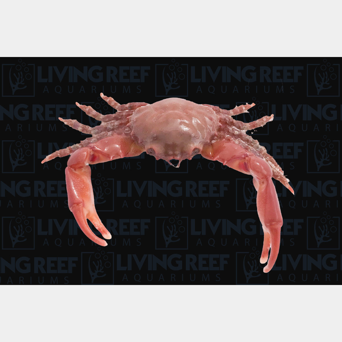 Red Emerald Crab