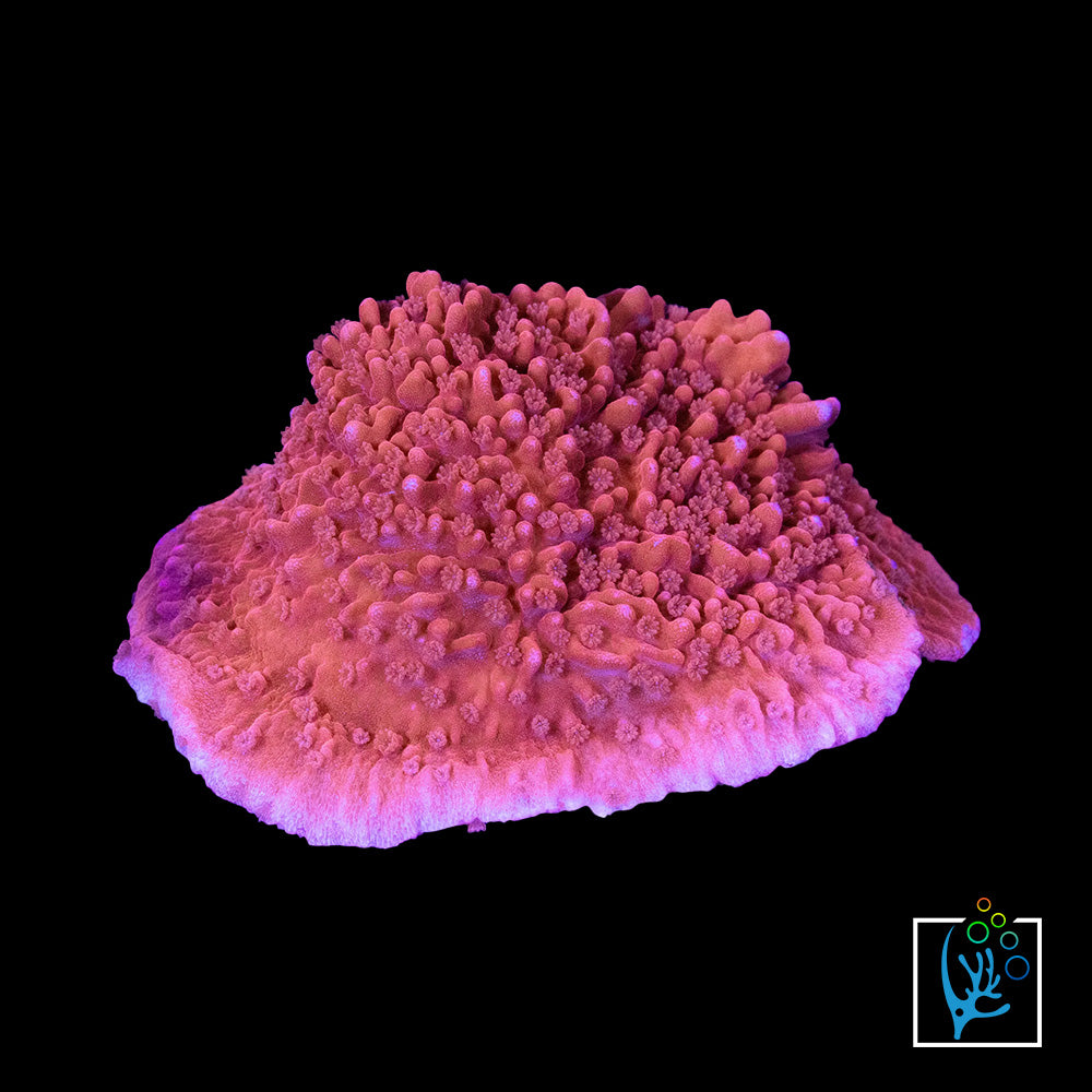 Red Cap Montipora