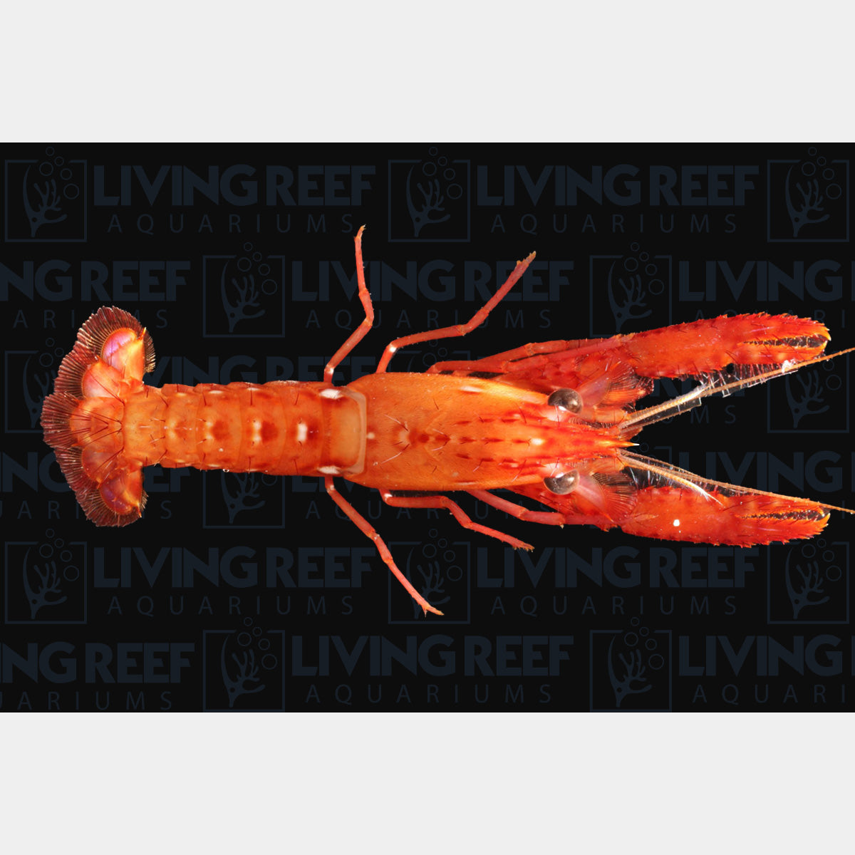 Red Reef Lobster