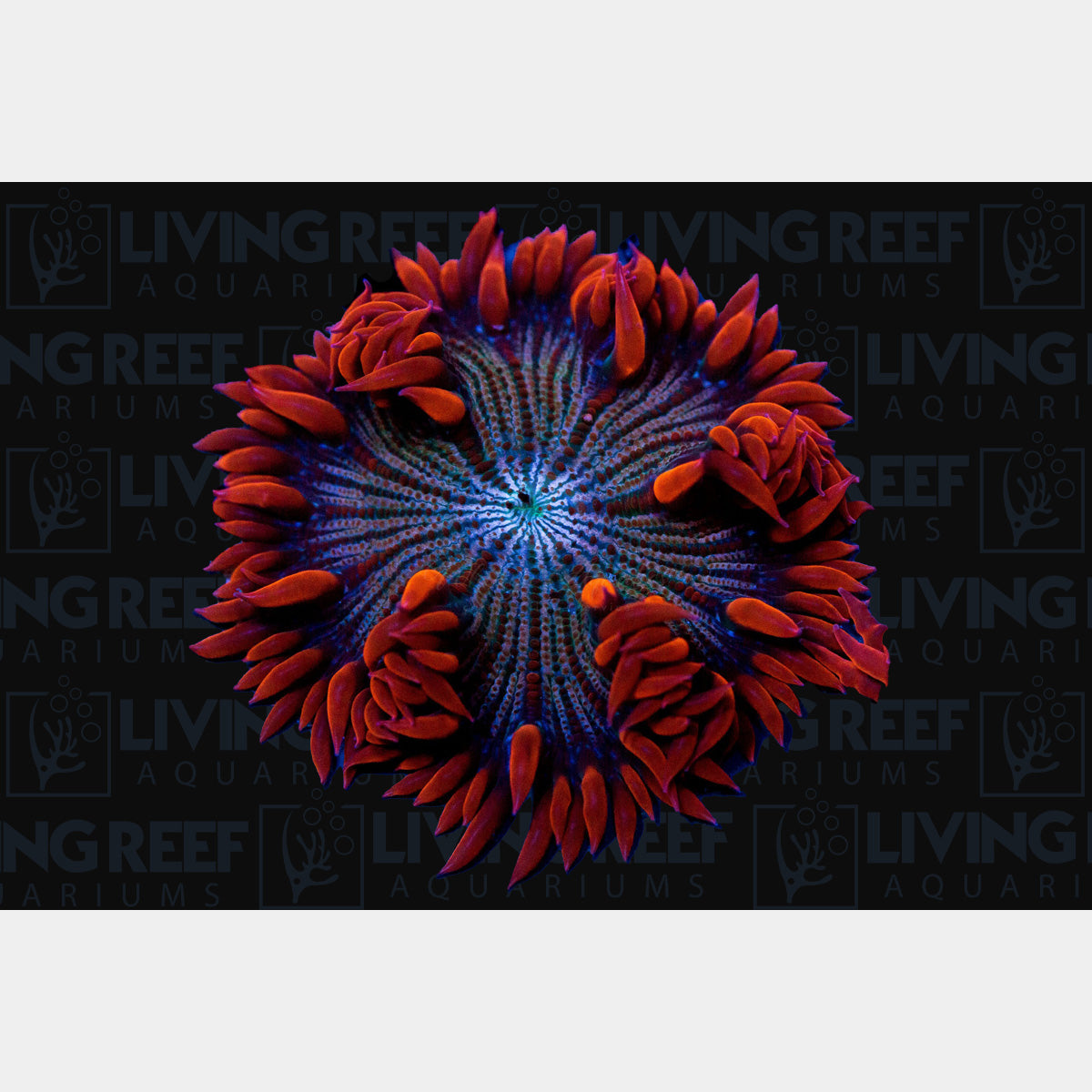 Red Rock Flower